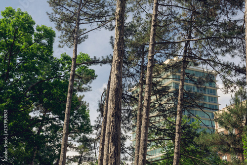Modernist architecture overlooking a grove of pine trees