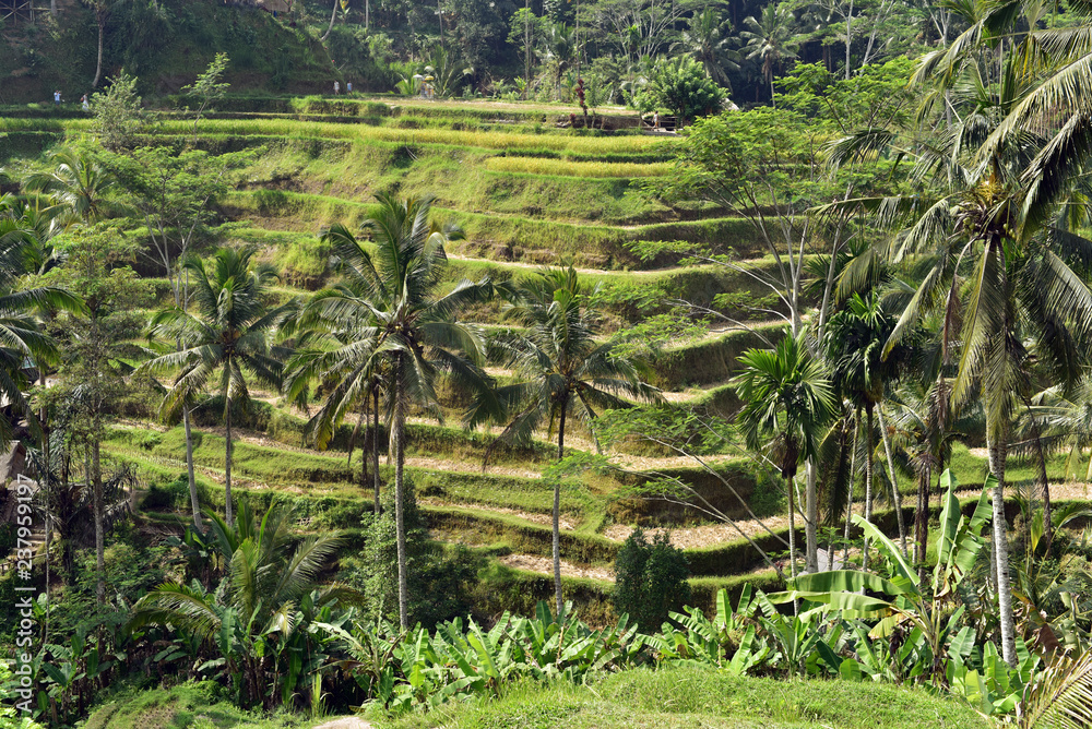 Tegalalang Rice Terrace is one of the famous tourist objects in Bali situated in Tegalalang Village, Balı Island, Indonesia