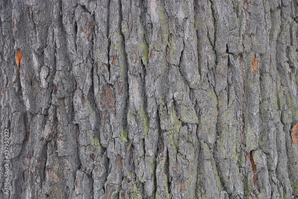 Naklejka premium natural plant gray background from dry bark on a tree