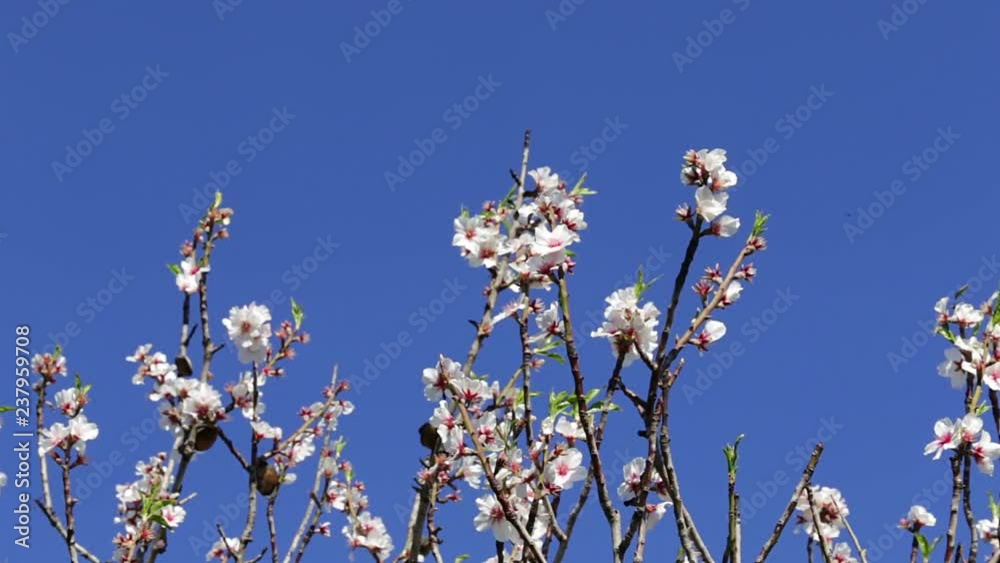 Almond trees bloomed in the spring. Portugal Algarve Almond trees bloomed in the spring. Portugal Algarve