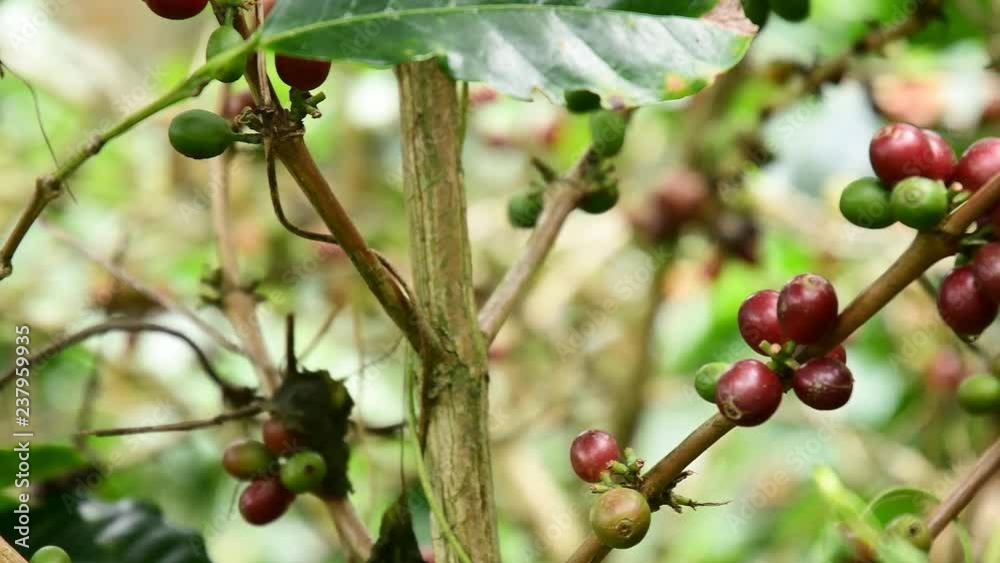 Coffee beans on tree, Hand picking coffee beans from branch of coffee plant. Coffee beans on tree, Hand picking coffee beans from branch of coffee plant.