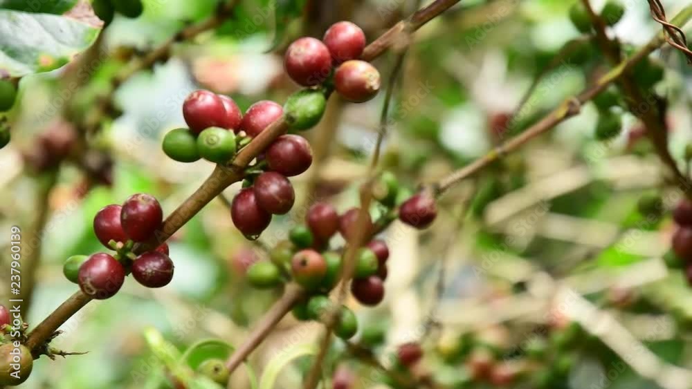 Coffee beans on tree, Hand picking coffee beans from branch of coffee plant. Coffee beans on tree, Hand picking coffee beans from branch of coffee plant.