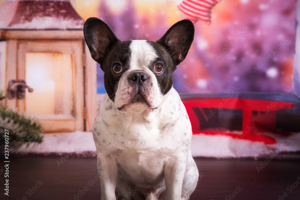 French bulldog posing in christmas scenery