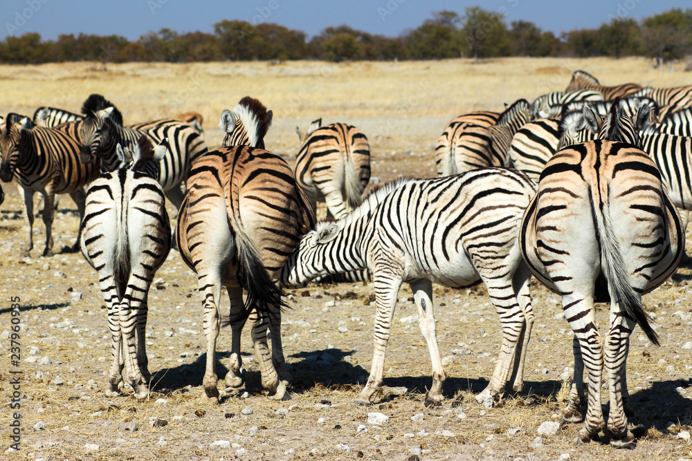 Obraz premium Zebraherde abgewandt, Afrika
