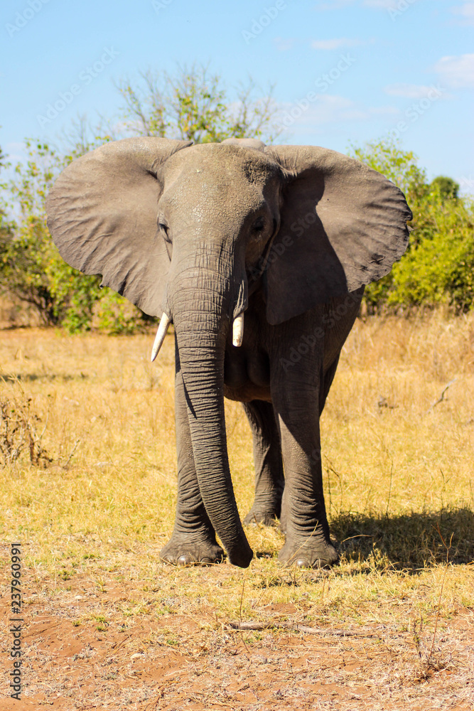 Obraz premium Freiheit der Wildnis: Elefant in der afrikanischen Steppe