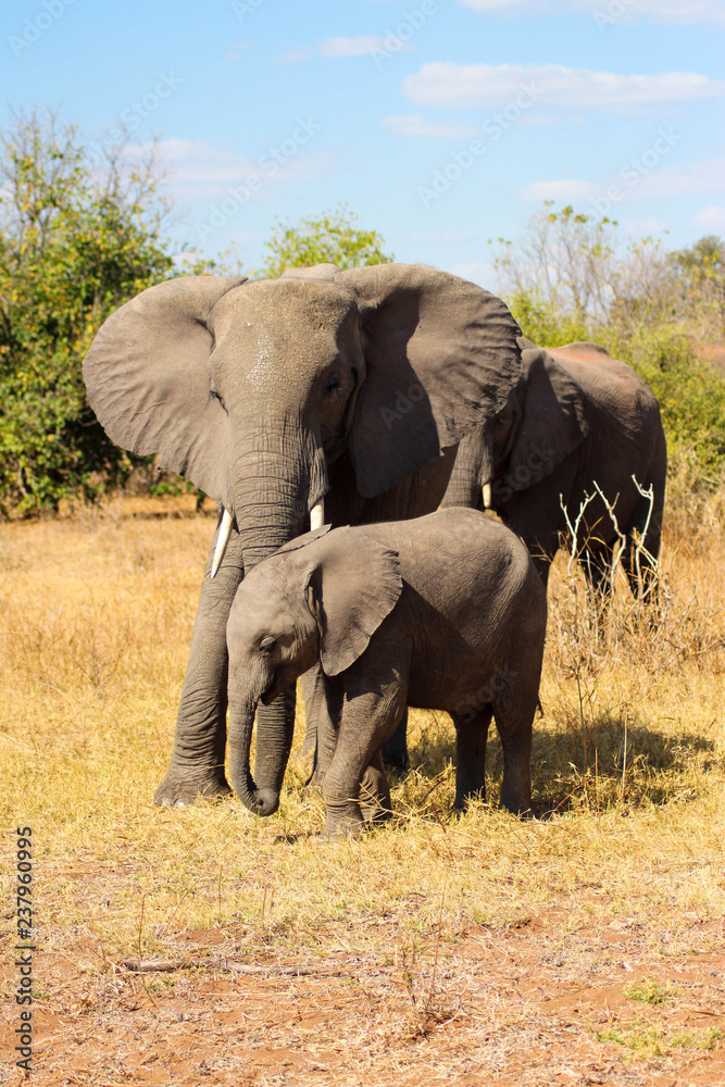 Fototapeta premium Elefant mit Baby in der Savanna