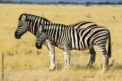 two Zebras standing next to eachother  Africa