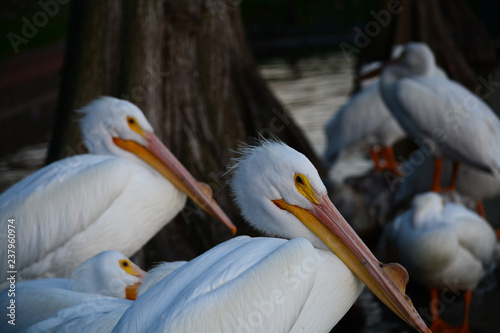 Great American white pelicans resting by a lake © shahryar