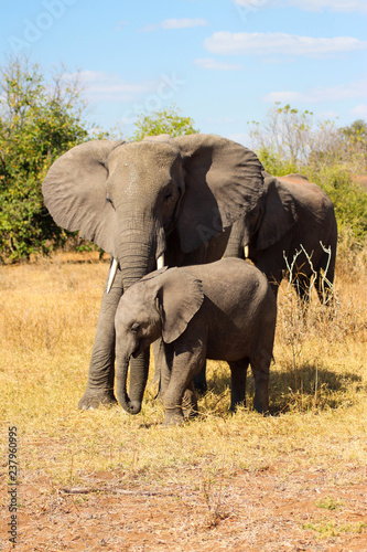 Elefant mit Baby in der Savanna © Nicolas