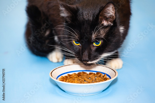 Fototapeta Naklejka Na Ścianę i Meble -  black hungry cat eating food from a bowl