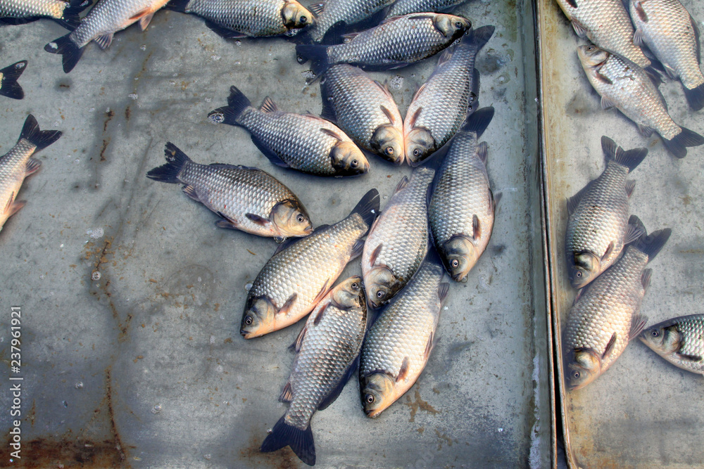 Obraz premium crucian carp in a market