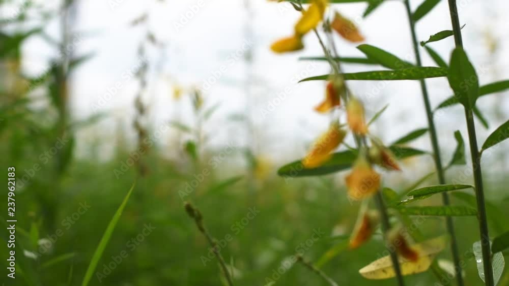 sunn hemp field yellow flower inside road sunn hemp field yellow flower inside road