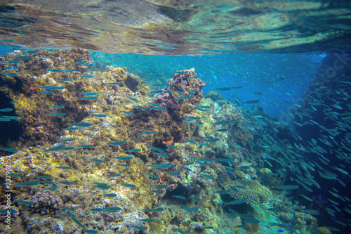 Sardine school in coral reef. Coral reef underwater photo. Mackerel shoal. Tropical seashore snorkeling