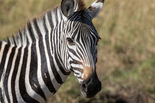 Close up head and shoulders portrait of common zebra  Equus quagga with grass of African savannah in blurred background