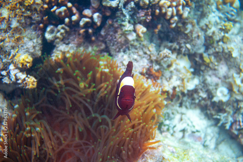 Red clownfish in actinia. Coral reef underwater photo. Clown fish in anemone. Tropical seashore snorkeling or diving.