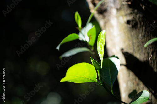 Young leaves of jackfruit