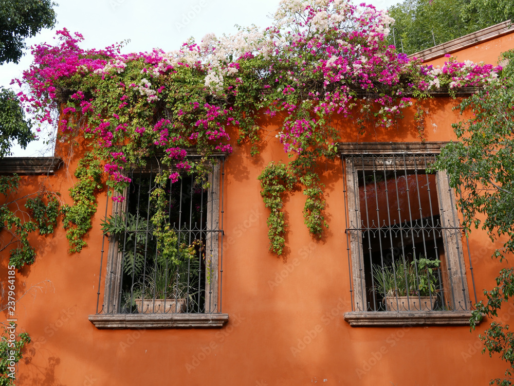 Bougainvillea on a door and window in colorful San Miguel de Allende, Mexico