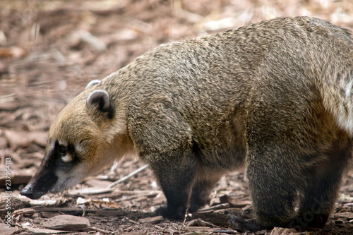 фотографія south American coati