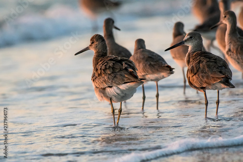 Wading birds in the sunset 
