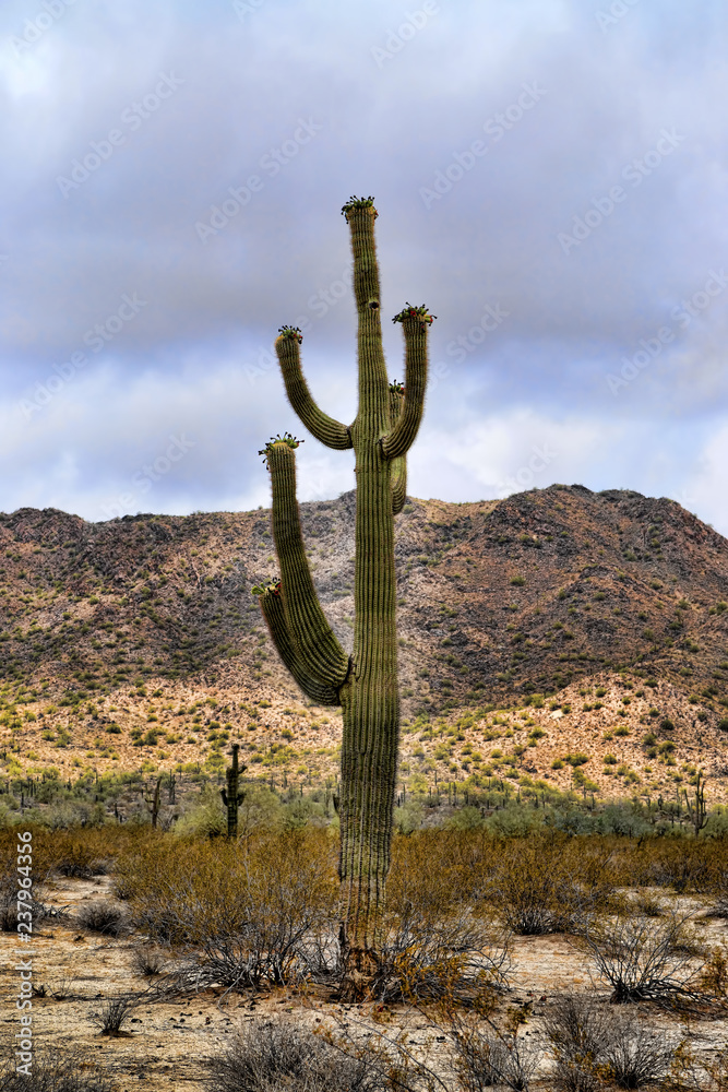 Saguaro Cactus cereus giganteus Sonora Desert Saguaro Cactus cereus giganteus Sonora Desert