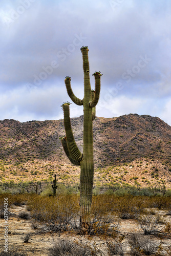 Saguaro Cactus cereus giganteus Sonora Desert