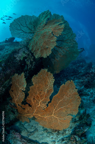 Giant Gorgonian sea fan,  Alcyonacea holaxonia photo