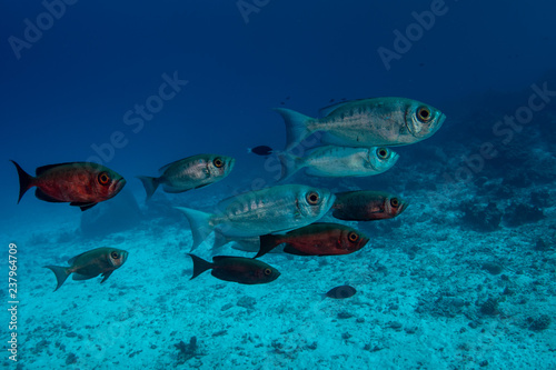 School of Common Bigeye, Priacanthus hamrur photo