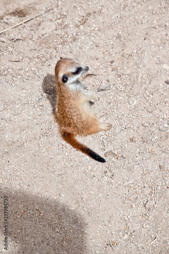 young meerkat photo