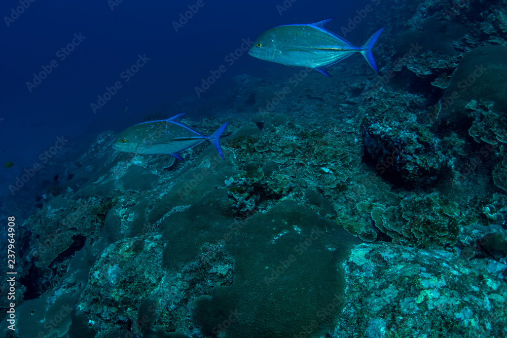 Bluefin trevally, Caranx melampygus Bluefin trevally, Caranx melampygus