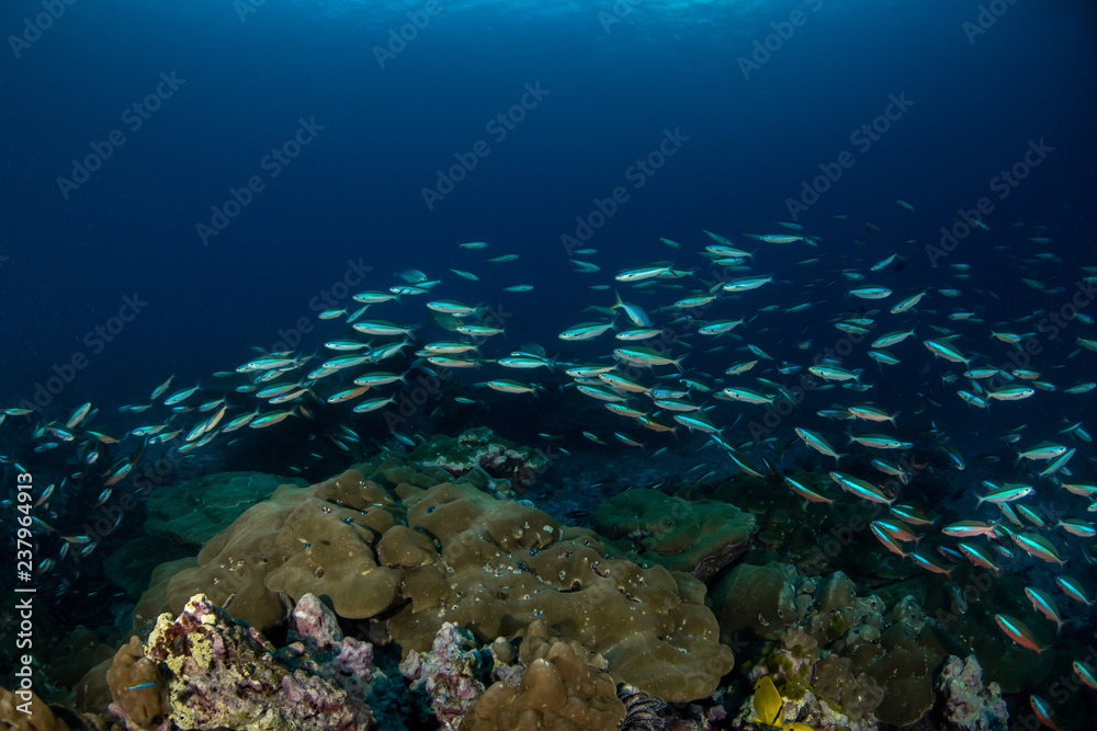Fototapeta premium School of Neon Fusilier, Pterocaesio tile in Andaman sea