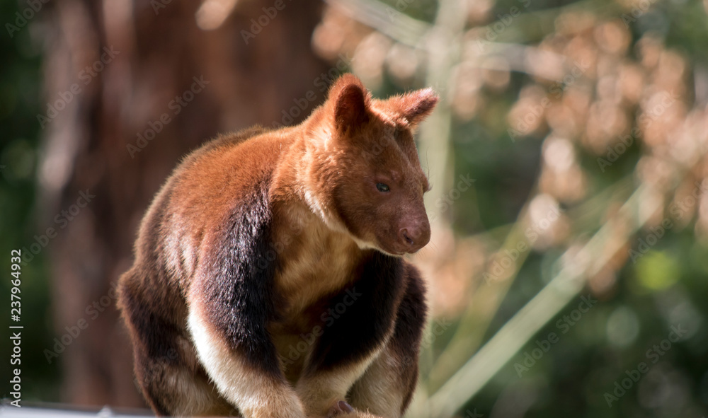 Obraz premium a tree kangaroo