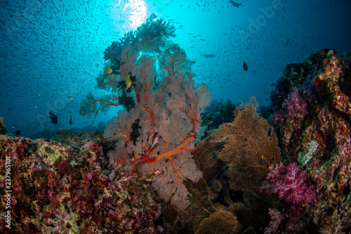 Fototapeta Naklejka Na Ścianę i Meble -  Red knotted sea fans with schools of fish in tropical coral reef of Andaman sea 