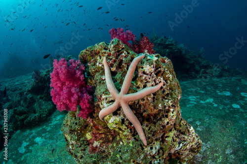 Common comet star, Linckia guildingi in tropical Andaman sea  photo