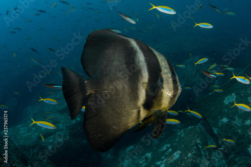 Platax orbicularis, Orbicular batfish photo