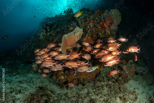 School of Red squirrelfish  Sargocentron rubrum in tropical coral reef 