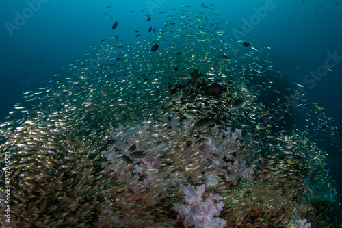 Tropical coral reef in Andaman sea with school of glassfish