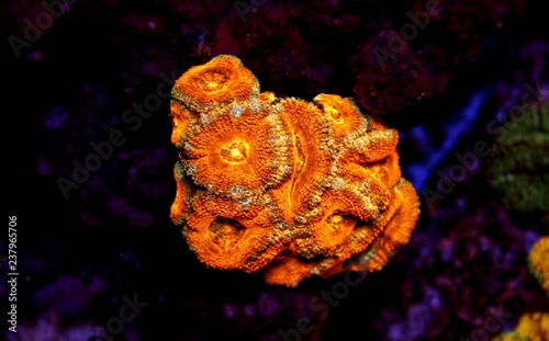 Lordhowensis Coral LPS Acan - Acanthastrea lordhowensis  photo