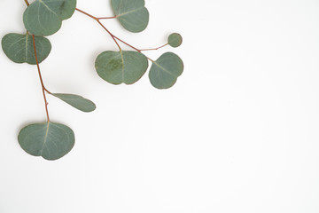 Eucalyptus branches with copy space on white background