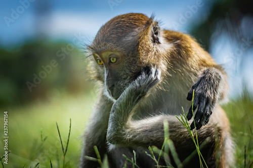 Photography The macaque scratches on the head using the lower limb, the monkey sits on a gre