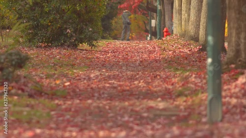 Red falling leaves on the pedestrians pathway with photographer taking photo in the background