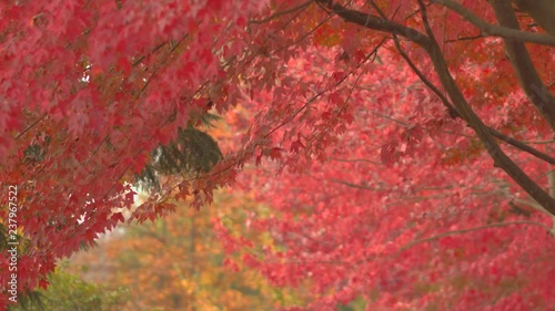 Red leaves falling from trees in Autumn