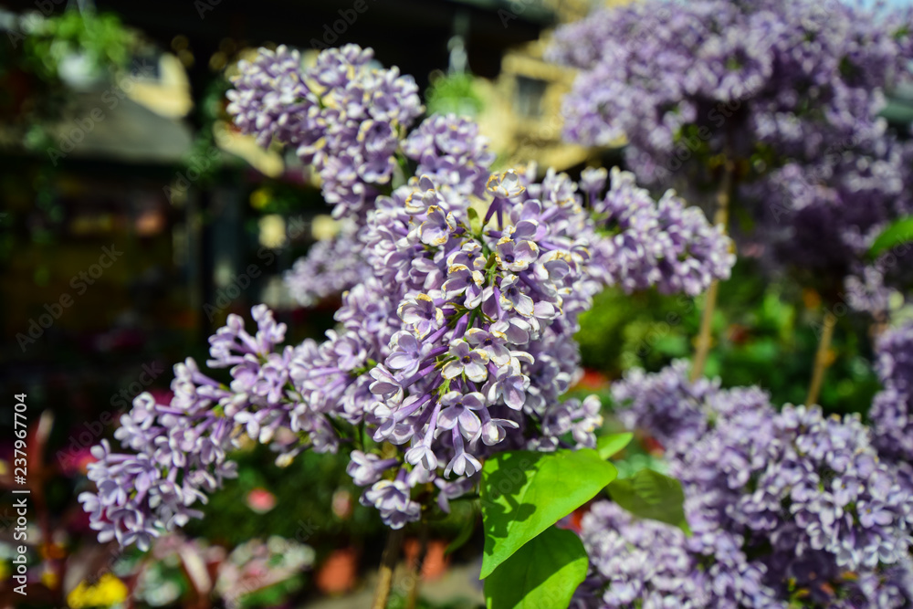 Lilacs for sale in a flower shop on the Ile de la Cite in Paris, France Lilacs for sale in a flower shop on the Ile de la Cite in Paris, France