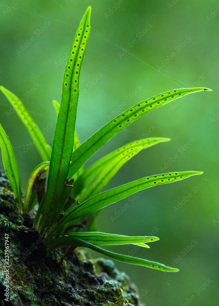 Fototapeta premium 新緑の山のシダ