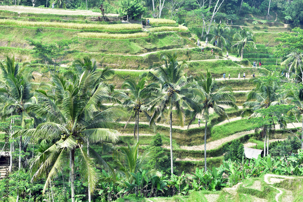 Tegalalang Rice Terrace is one of the famous tourist objects in Bali situated in Tegalalang Village, Bali, Indonesia