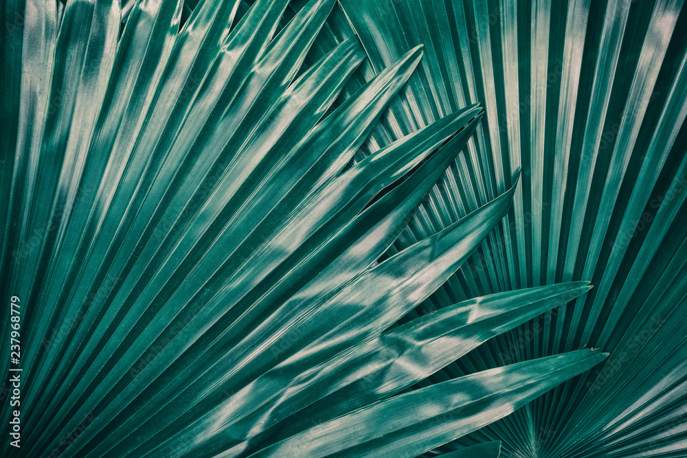 Obraz premium palm leaf, close up of dark green foliage texture, nature background, toned process