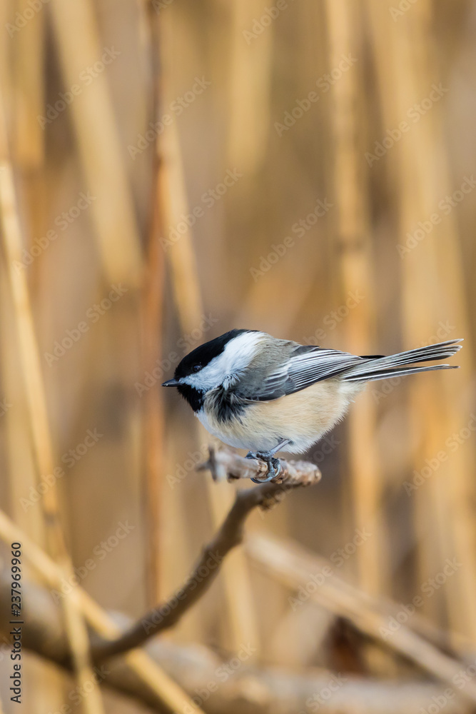 Obraz premium Black Capped Chickadee