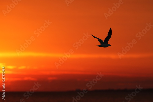 Bird in flight during sunset