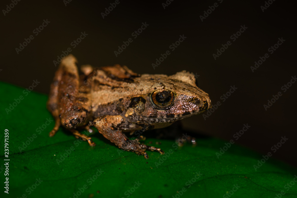 Fototapeta premium rana hojarasca