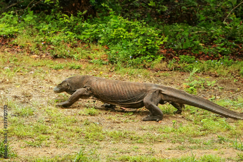 Fototapeta premium Komodo dragon walking on Rinca Island in Komodo National Park, Nusa Tenggara, Indonesia