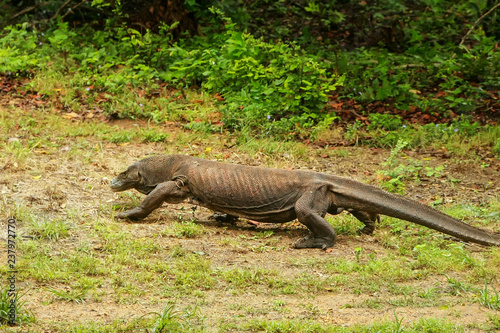 Komodo dragon walking on Rinca Island in Komodo National Park, Nusa Tenggara, Indonesia